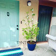 Brook pale blue/green Fusion Mineral Paint painted front door Michael Penney
